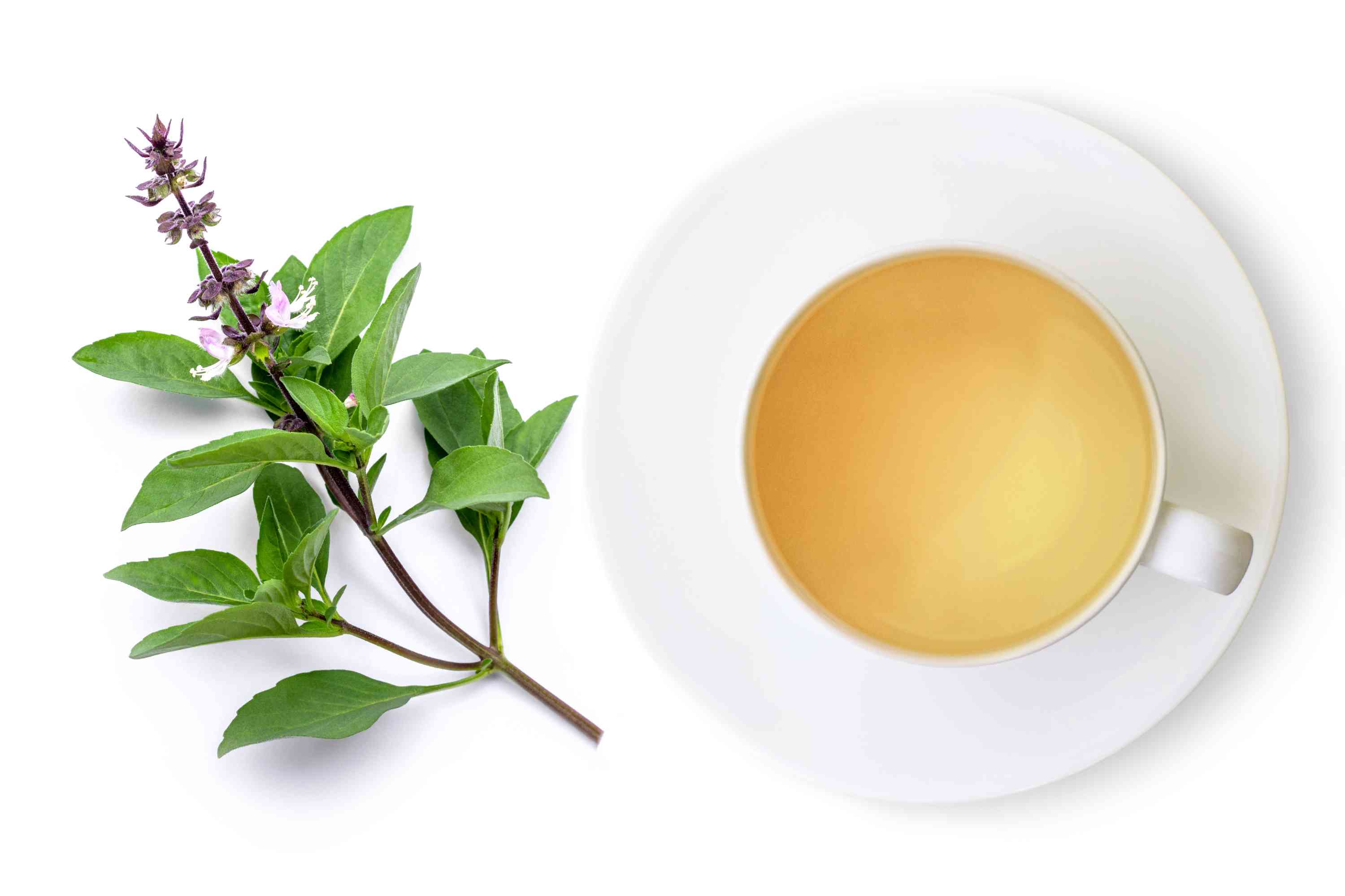 Tulsi Tea Wholesale Manufacturer & Supplier in India